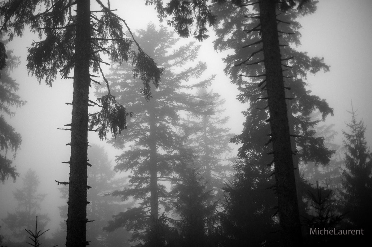 La forêt, le bois et les Hommes